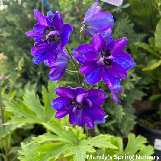 Dark Blue Bee Larkspur | Delphinium