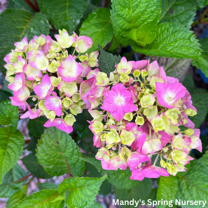 BloomStruck Reblooming Bigleaf Endless Summer® Hydrangea | Hydrangea macrophylla