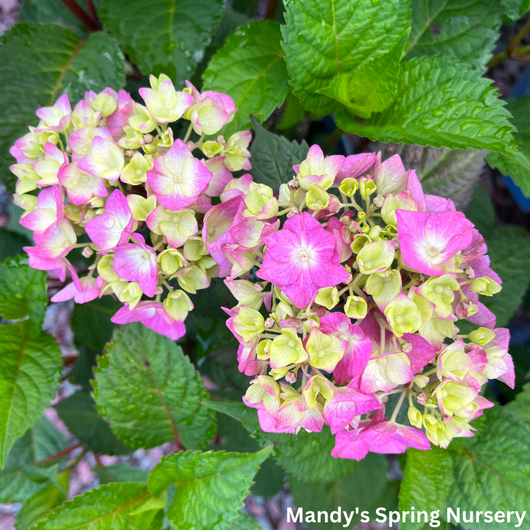 BloomStruck Bigleaf Hydrangea | Hydrangea macrophylla