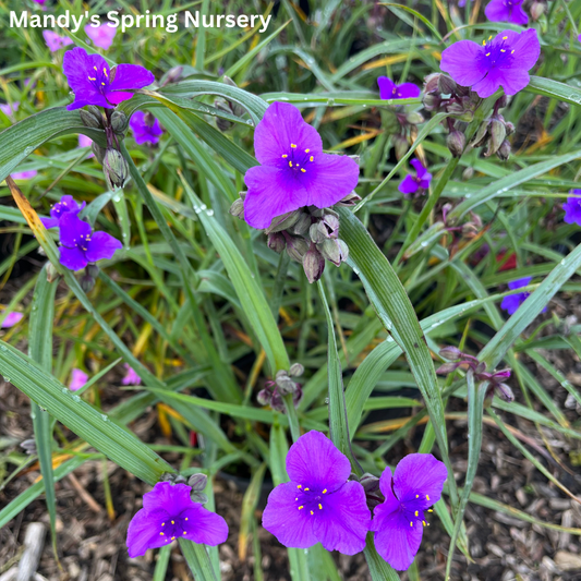 Concord Grape Spiderwort | Tradescantia andersoniana