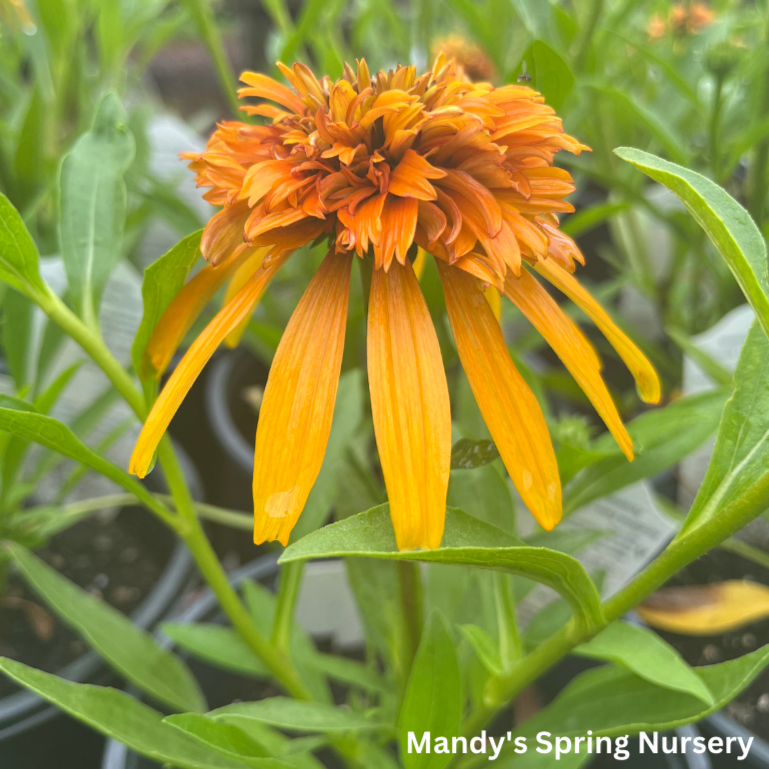 Marmalade Coneflower | Echinacea purpurea