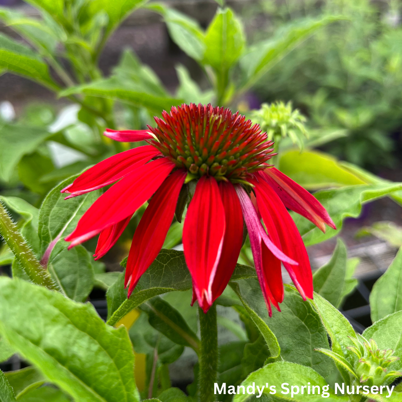 SOMBRERO® Salsa Red Coneflower | Echinacea