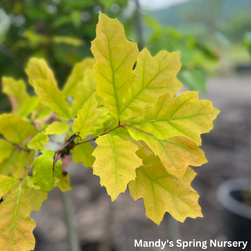 Northern Red Oak | Quercus rubra