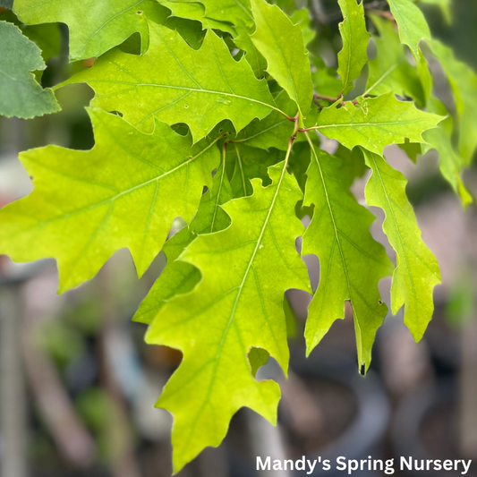 Northern Red Oak | Quercus rubra