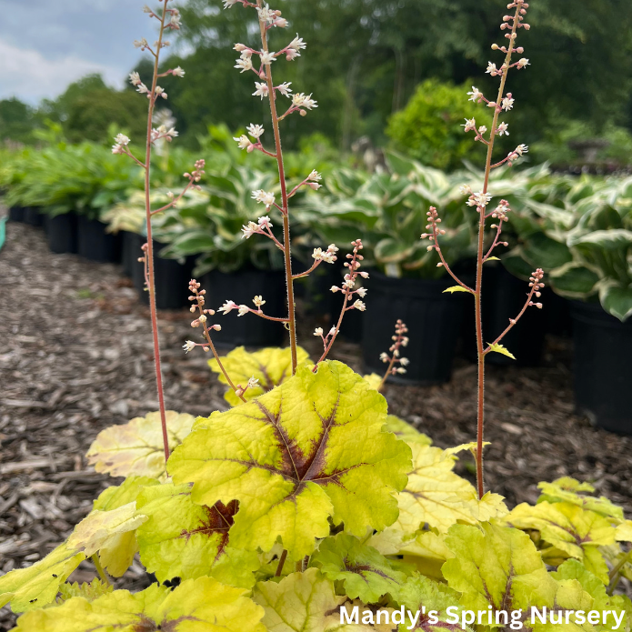 Catching Fire Foamy Bells | Heucherella