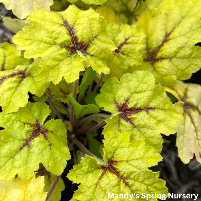 Catching Fire Foamy Bells | Heucherella