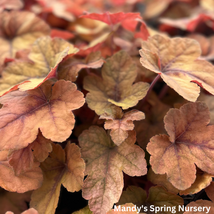 Pumpkin Spice Foamy Bells | Heucherella