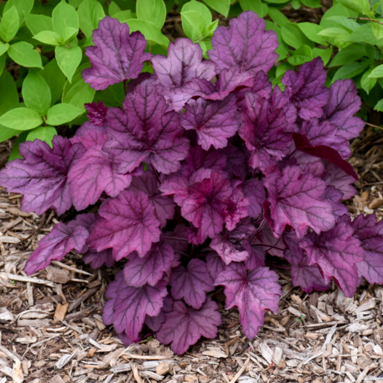 'Wild Rose' Coral Bells | Heuchera