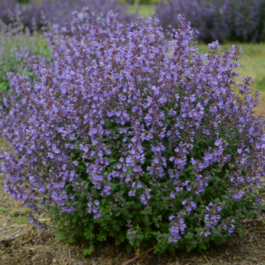 Kitten Around Catmint | Nepeta faassenii 'Kitten Around'