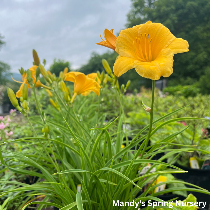 Stella de Oro Daylily | Hemerocallis 'Stella de Oro'