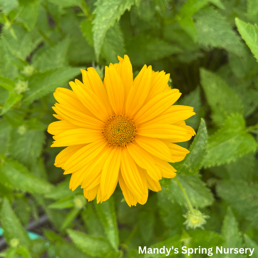 Summer Sun False Sunflower | Heliopsis helianthoides