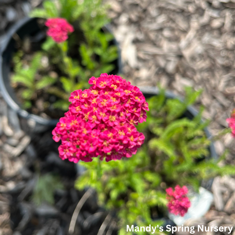 Sassy Summer Taffy Yarrow | Achillea