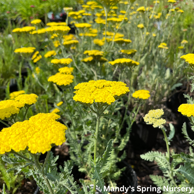 Moonshine Yarrow | Achillea