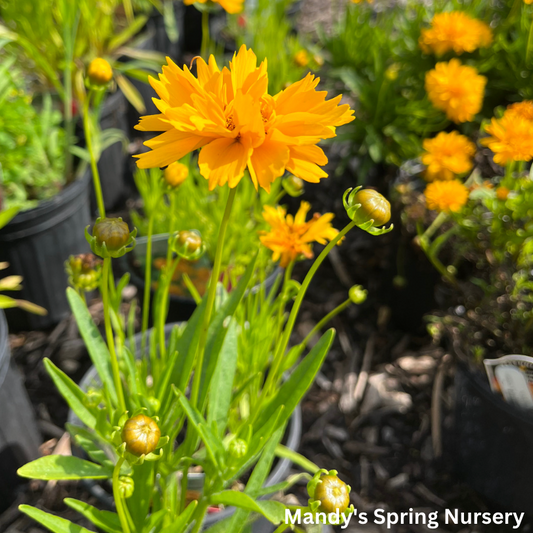 Early Sunrise Tickseed | Coreopsis grandiflora