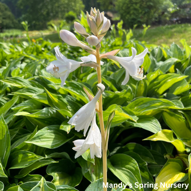 Orange Marmalade Hosta