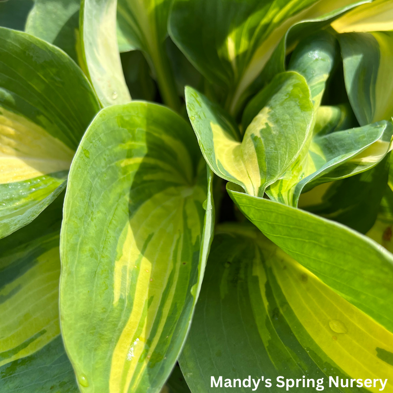 Orange Marmalade Hosta