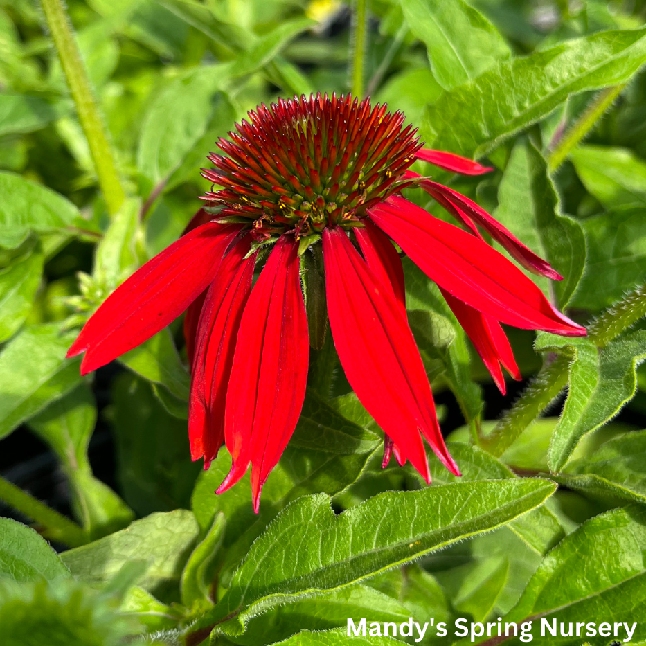 SOMBRERO® Salsa Red Coneflower | Echinacea