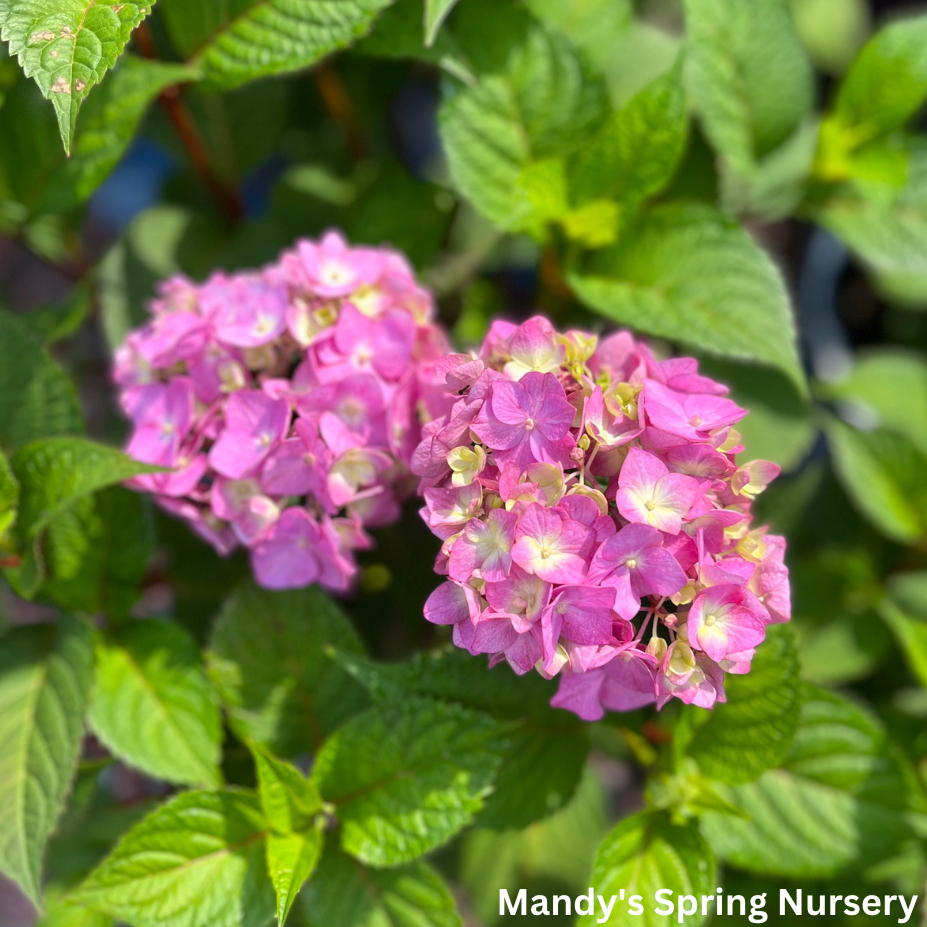 BloomStruck Reblooming Bigleaf Endless Summer® Hydrangea | Hydrangea macrophylla