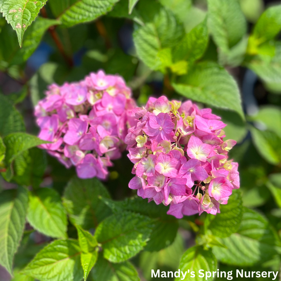 BloomStruck Bigleaf Hydrangea | Hydrangea macrophylla