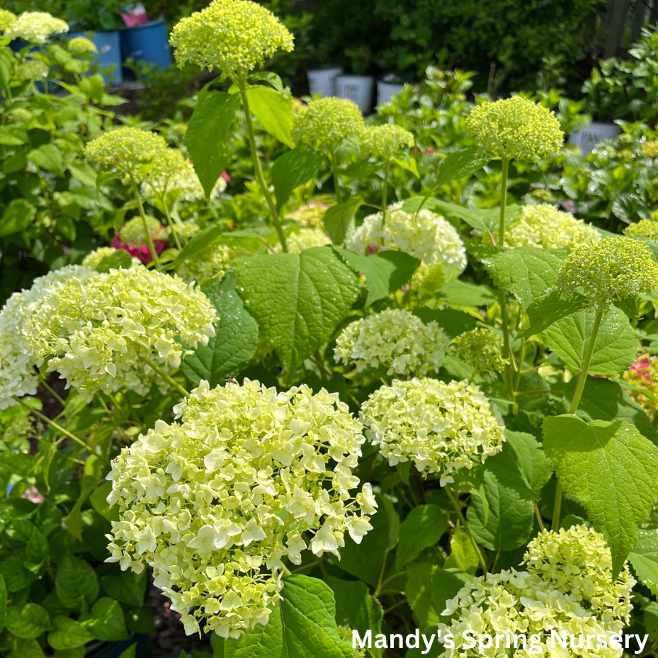 Annabelle Smooth Hydrangea | Hydrangea arborescens