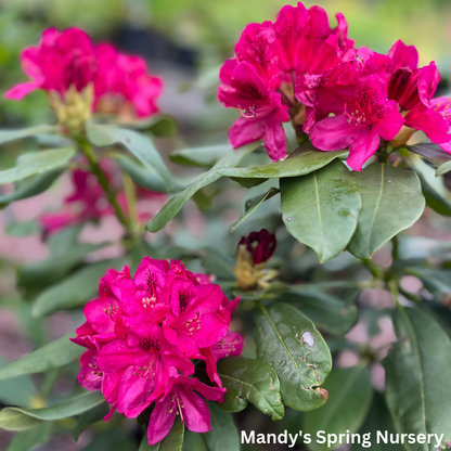 'Holden’s Red' Rhododendron | Rhododendron 'Holden Red’
