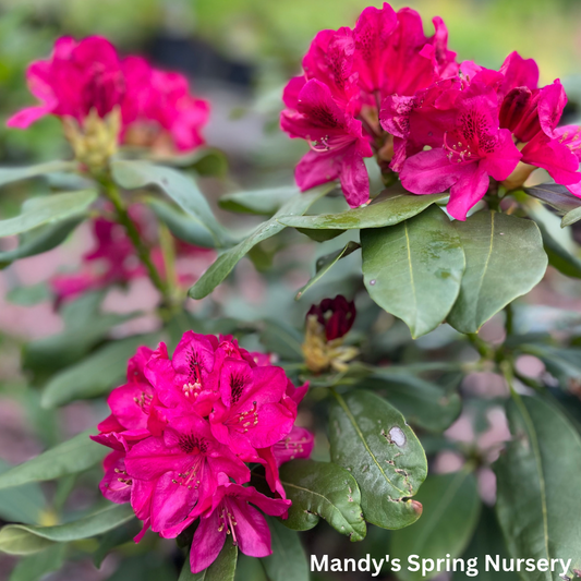 'Nova Zembla' Rhododendron