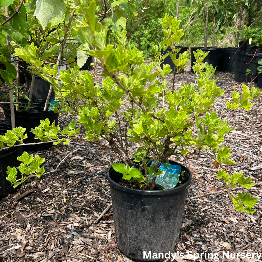 Hinnomaki Red Gooseberry Bush | Ribes 'Hinnomaki Red'