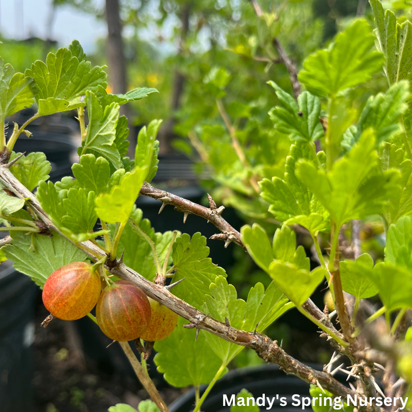 Hinnomaki Red Gooseberry Bush | Ribes 'Hinnomaki Red'