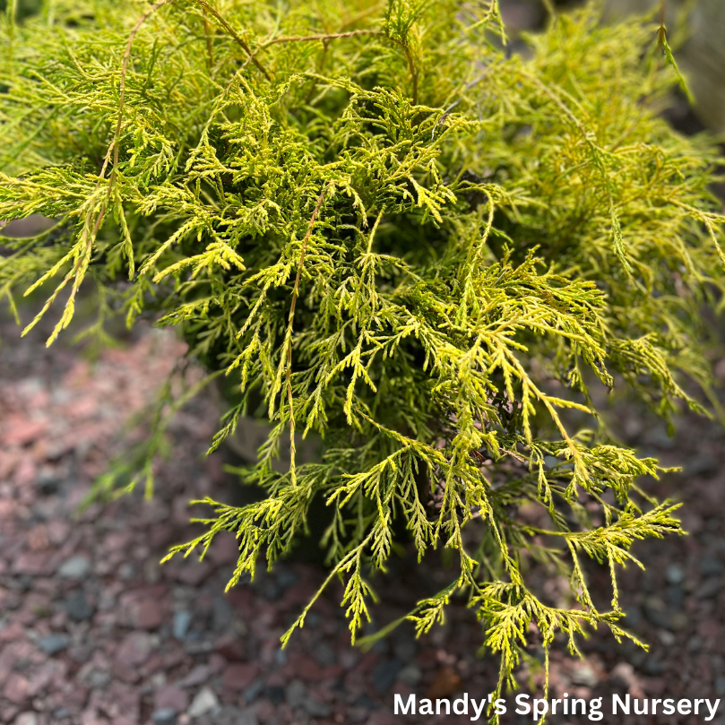 Golden Charm Thread-Branch Cypress