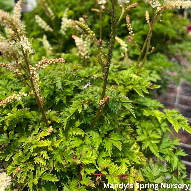 Dwarf Goat's Beard | Aruncus aethusifolius