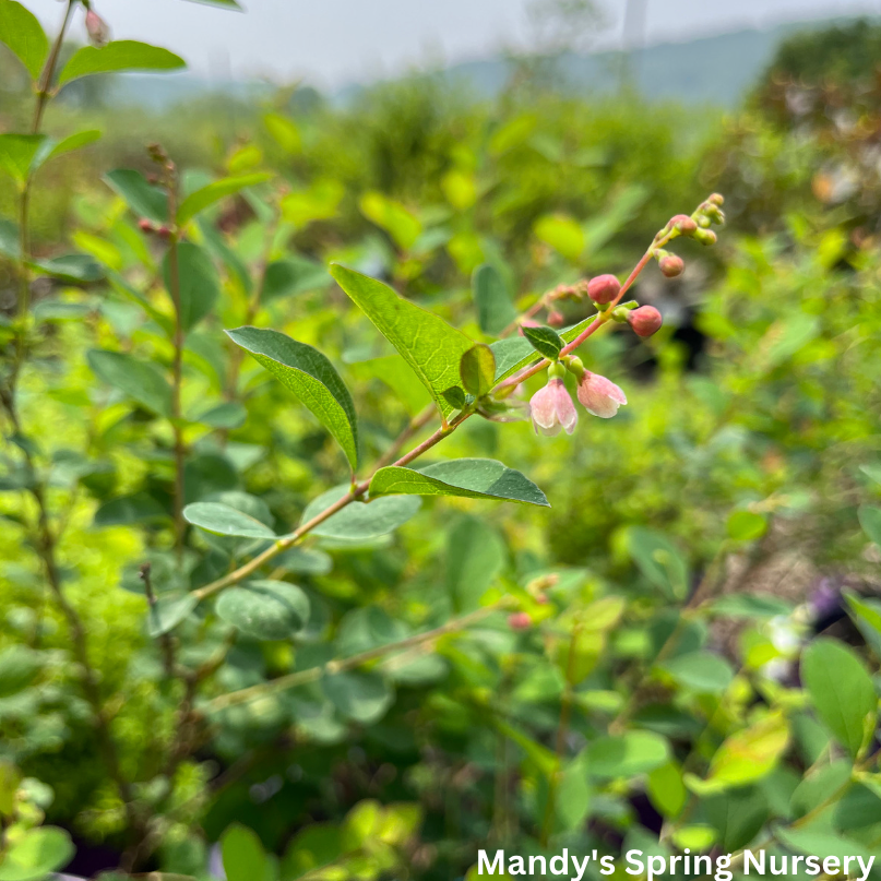 Galaxy Snowberry | Symphoricarpos x doorenbosii