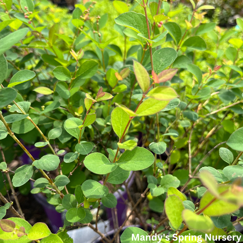 Autumn Magic Chokeberry | Aronia melanocarpa