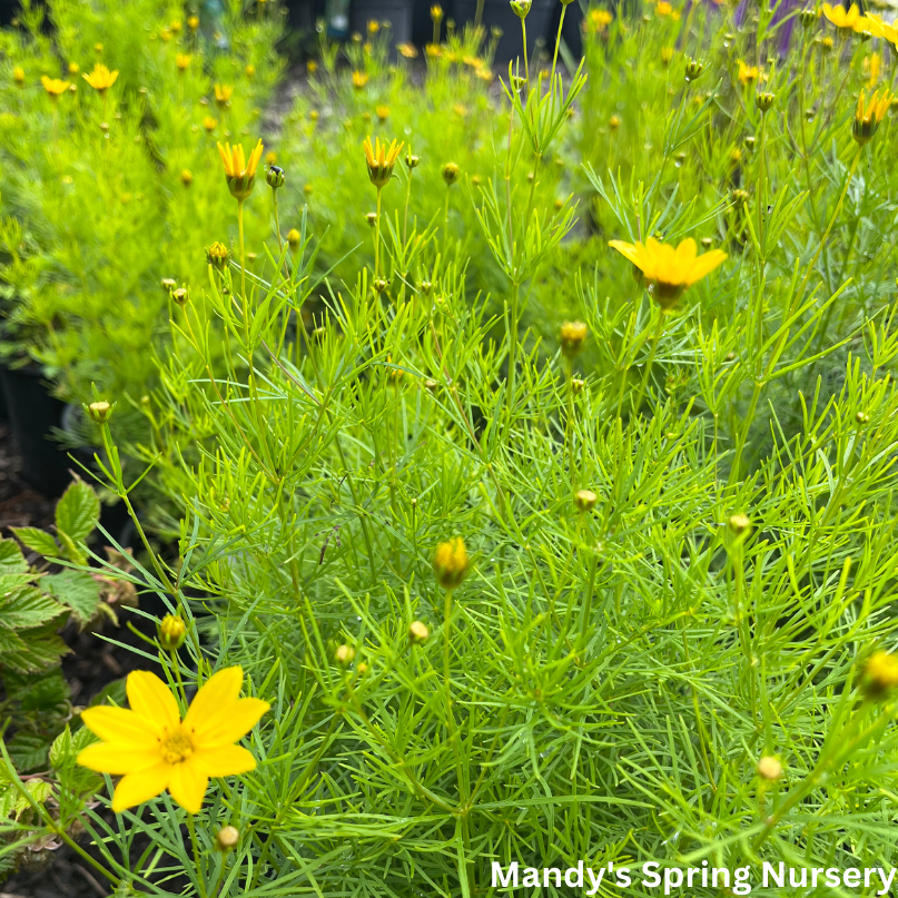 Zagreb Tickseed | Coreopsis verticillata 'Zagreb'