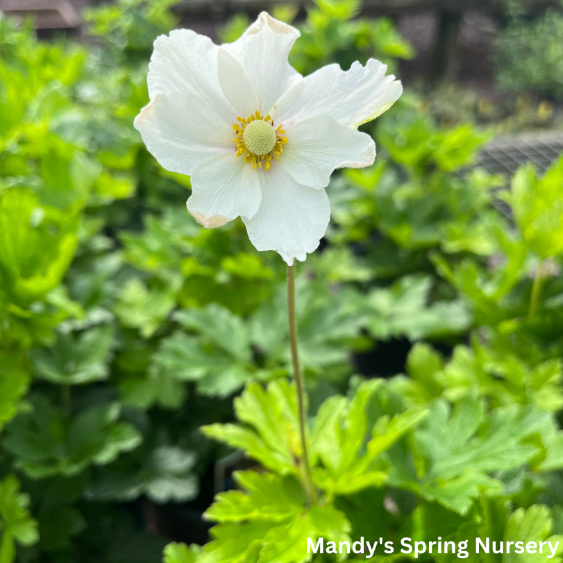 Snow Drop Anemone | Anemone Sylvestris