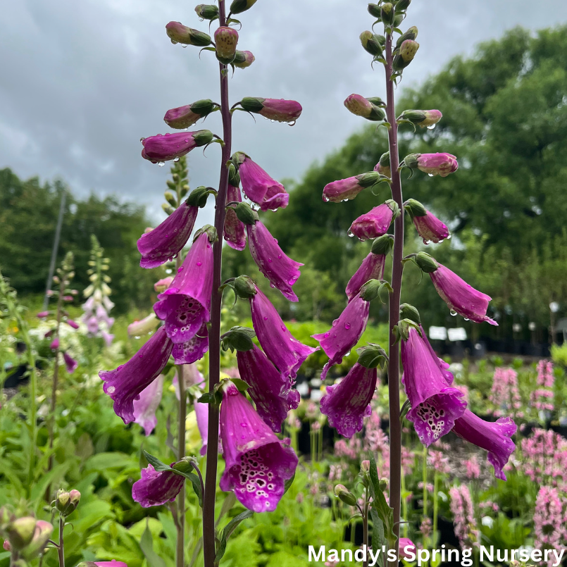 Foxy Hybrids Mix Foxglove | Digitalis purpurea