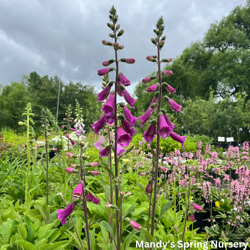 Foxy Hybrids Mix Foxglove | Digitalis purpurea