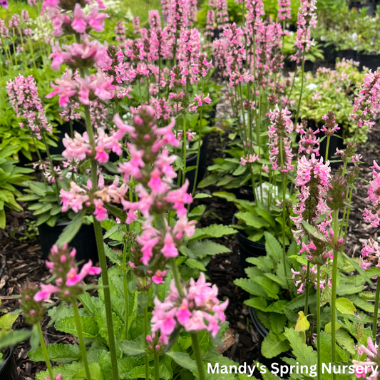 'Pink Cotton Candy' Lamb's Ear/Betony | Stachys officinalis