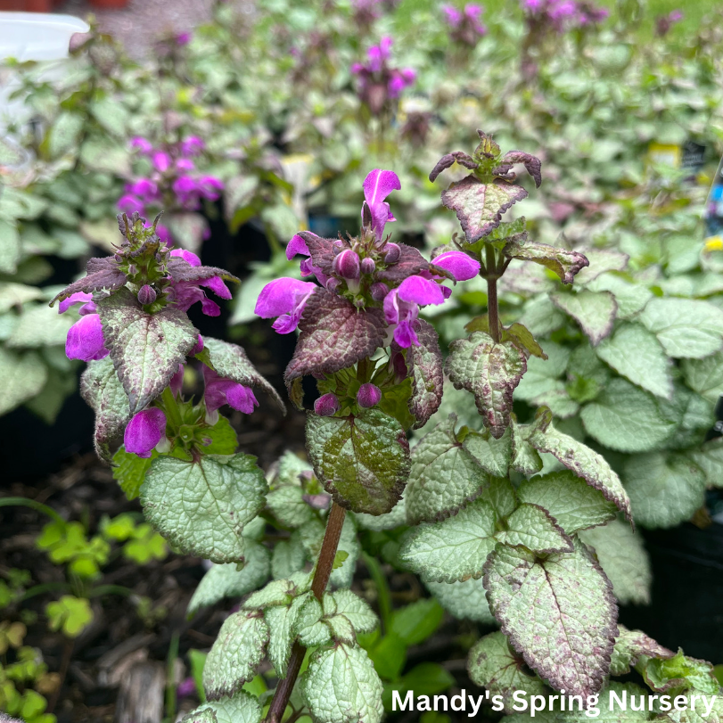 Purple Dragon Spotted Dead Nettle | Lamium maculatum