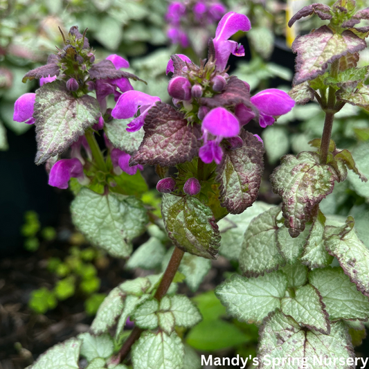 Purple Dragon Spotted Dead Nettle | Lamium maculatum