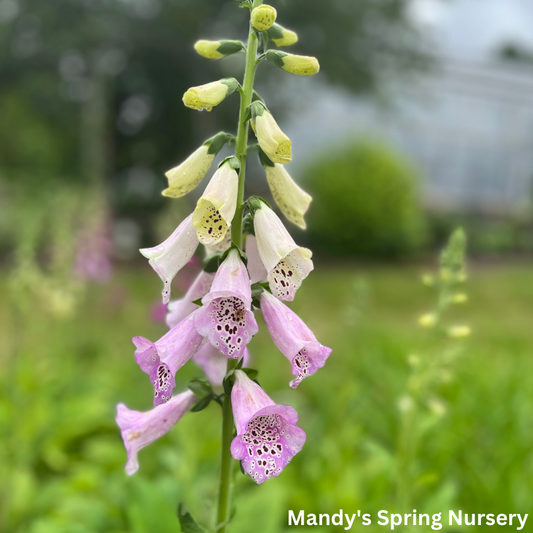 Foxy Hybrids Mix Foxglove | Digitalis purpurea