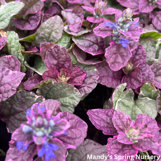 Burgundy Glow Bugleweed | Ajuga reptans