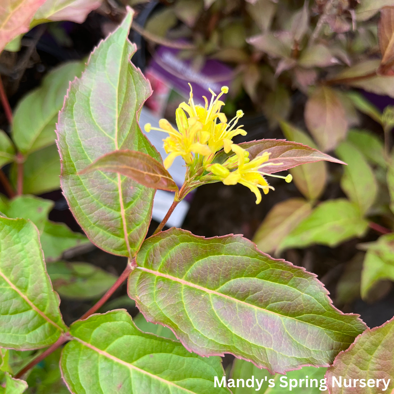 Dwarf Bush Honeysuckle | Diervilla lonicera