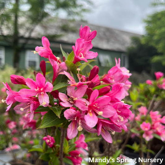 Sonic Bloom Pink Weigela | Weigela florida