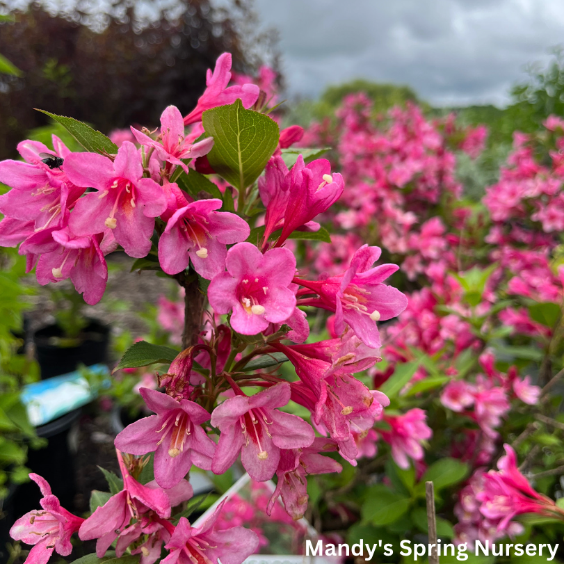 Sonic Bloom Pink Weigela | Weigela florida