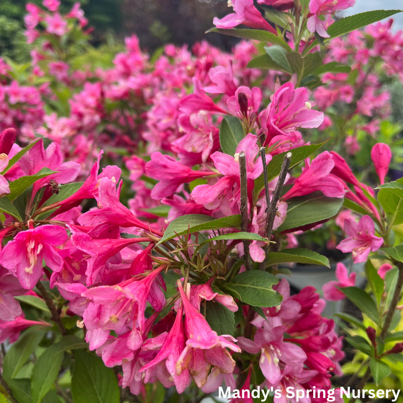 Sonic Bloom Pink Weigela | Weigela florida