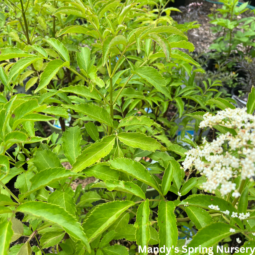 Adams Elderberry | Sambucus canadensis