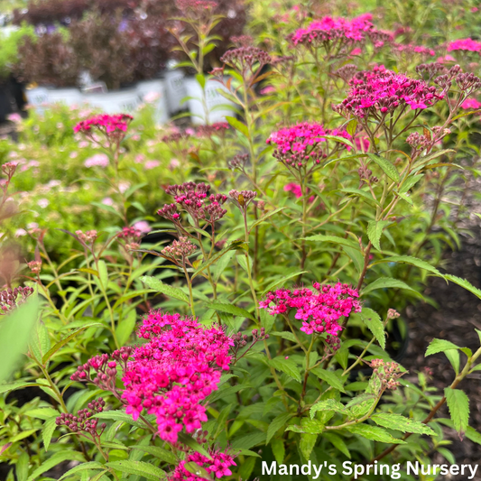 Neon Flash Spirea | Spirea japonica