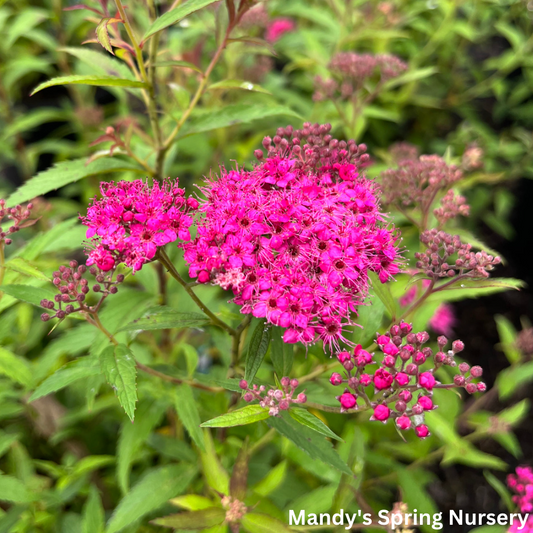 Neon Flash Spirea | Spirea japonica