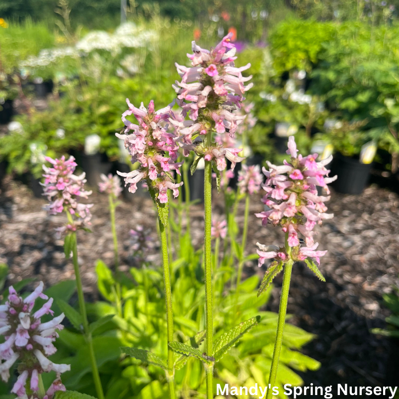 Rosea Betony | Stachys officinalis 'Rosea'