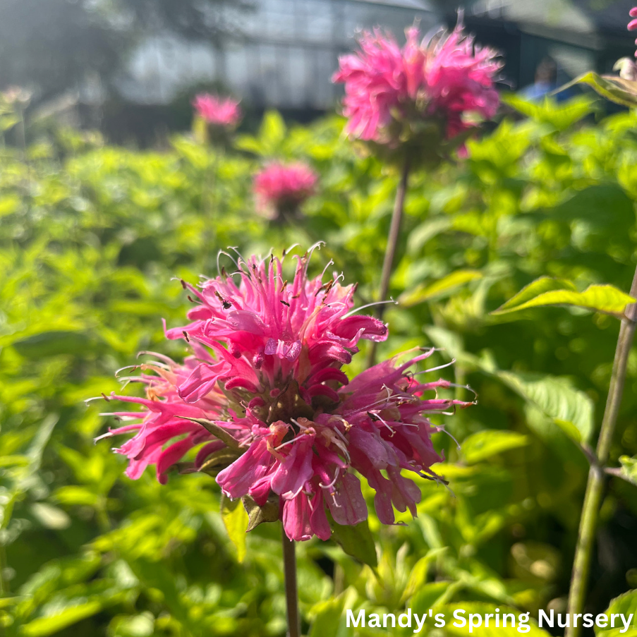 Marshall's Delight Bee Balm | Monarda didyma